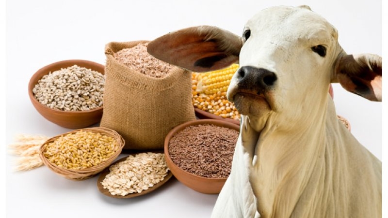 Alimento nutritivo para gado em pastagem.