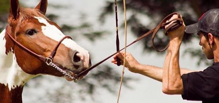 Cavalo sendo adestrado em um ambiente rural country.