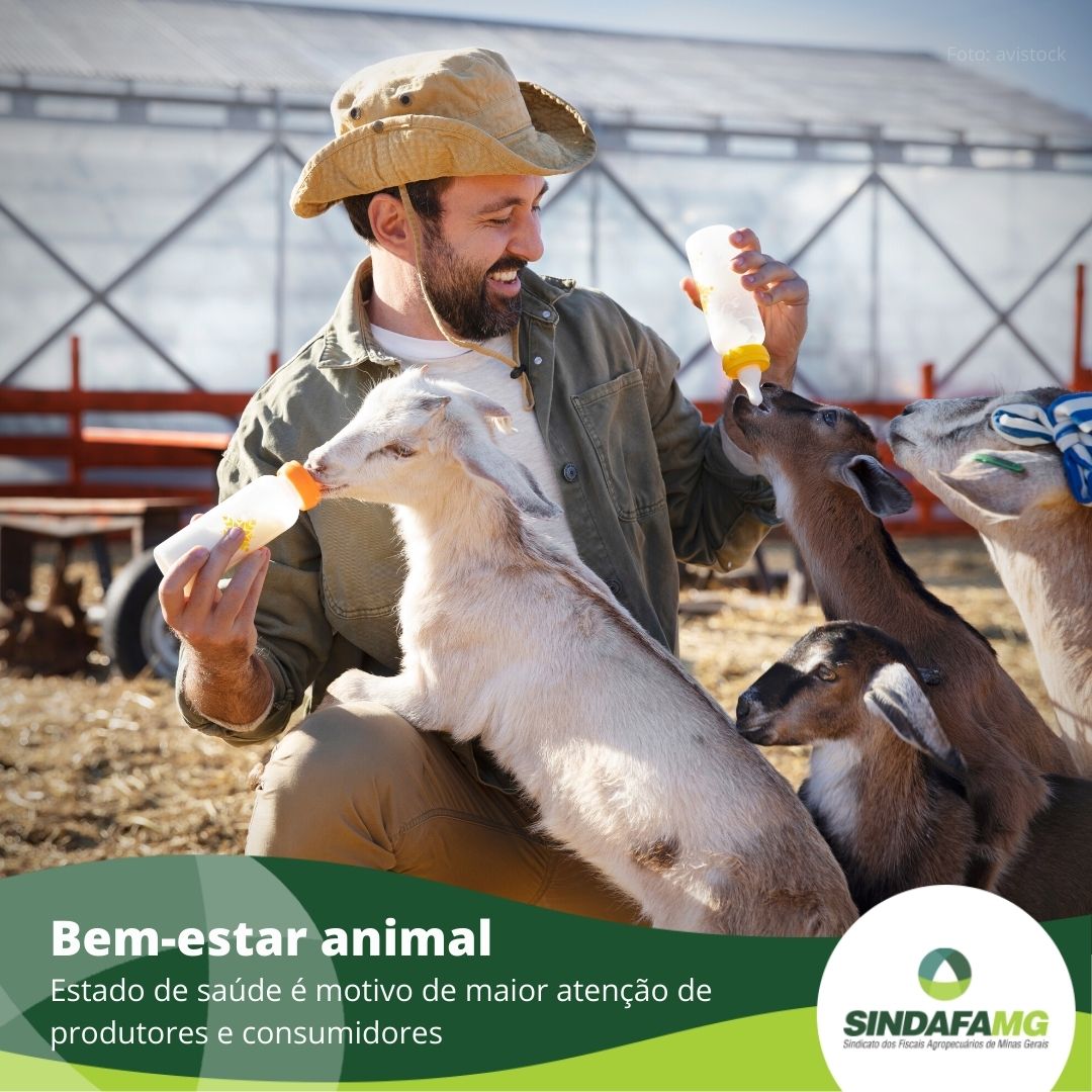 Cuidados essenciais para a saúde e bem-estar dos animais na vida country