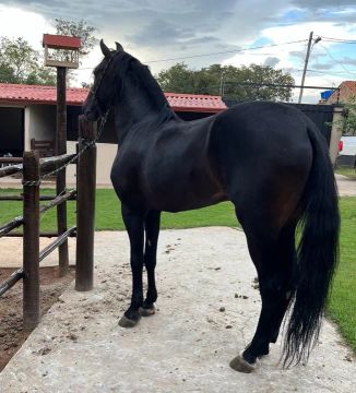 Cavalo Mangalarga Marchador Preto em um Centro Equestre