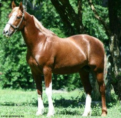 Cavalo Quarto de Milha em uma pista de corrida com um cowboy ao fundo