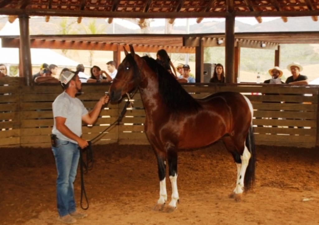 Cavalo Mangalarga Marchador em exposição, destacando sua beleza e elegância.