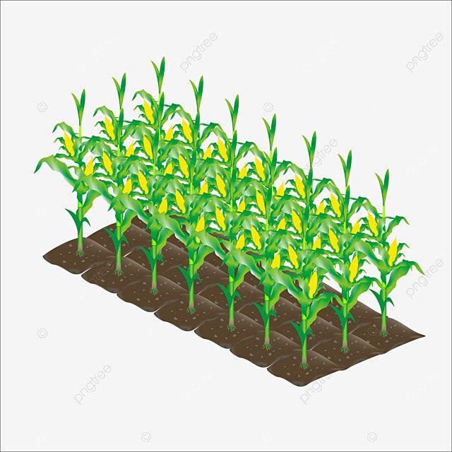 Plantação de Milho Verde em um campo country