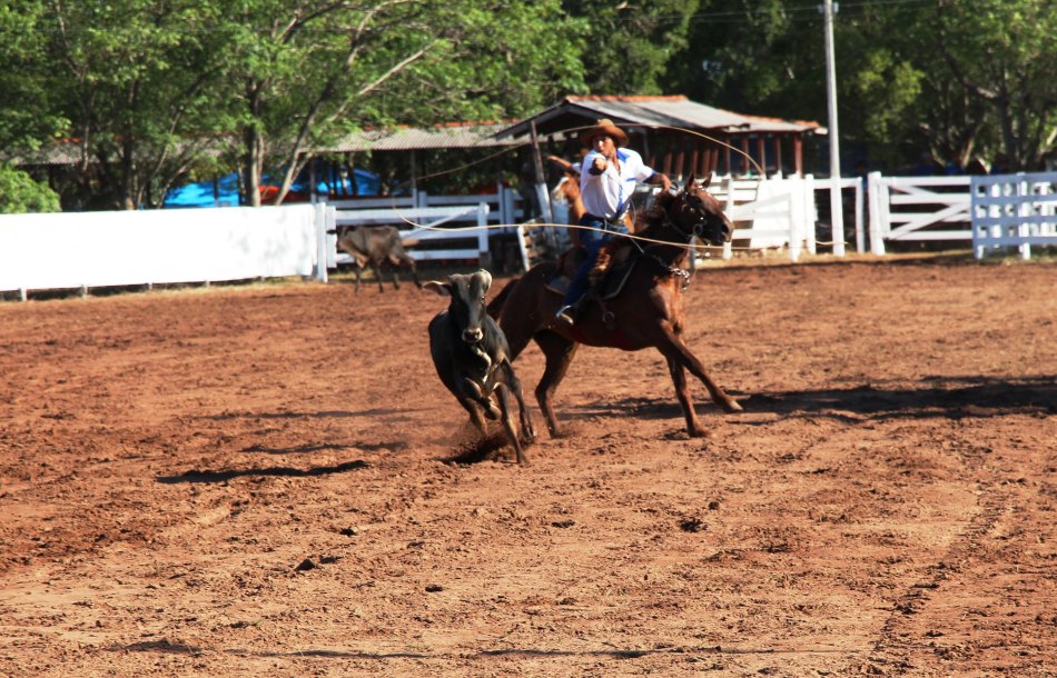 Competição de Laço em um evento country com cavaleiros e suas montarias.