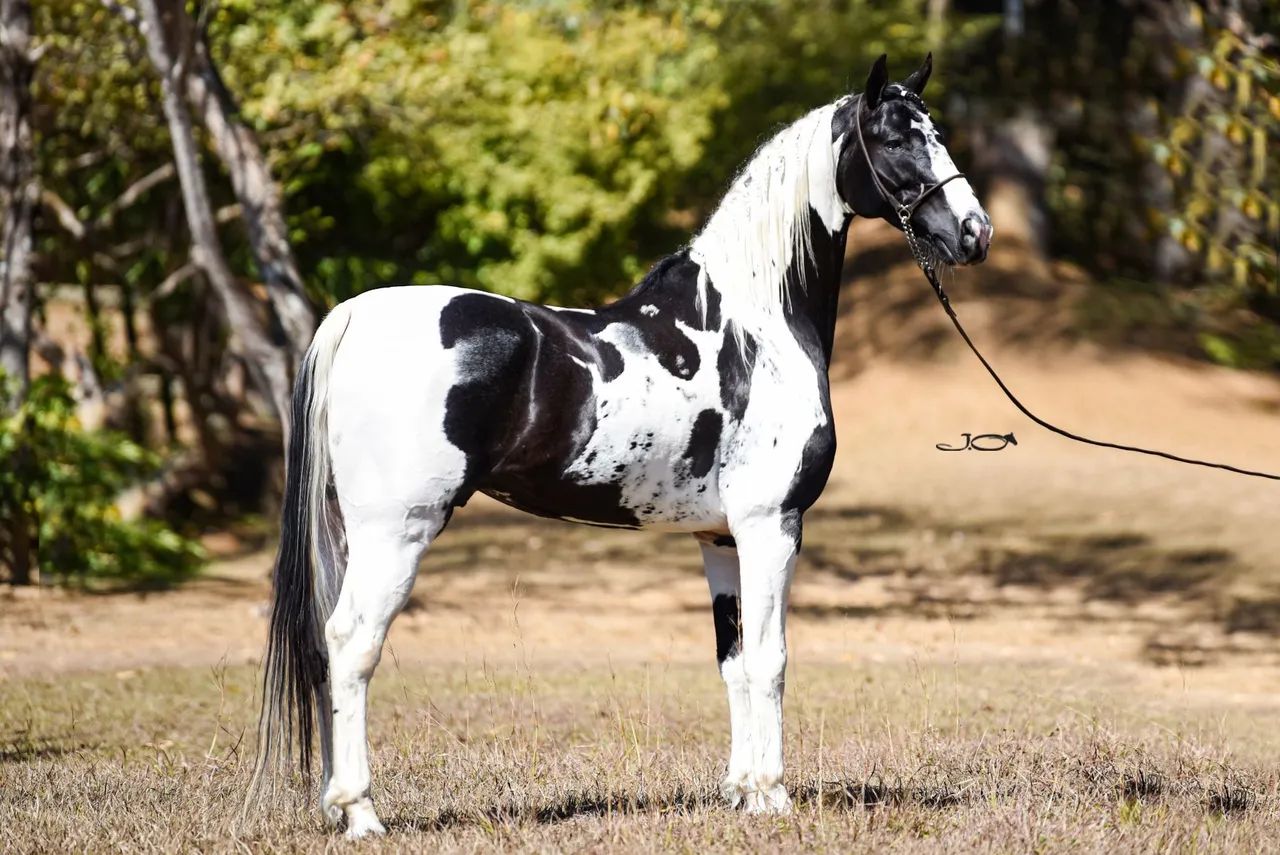 Cavalo Mangalarga Marchador em um campo amplo