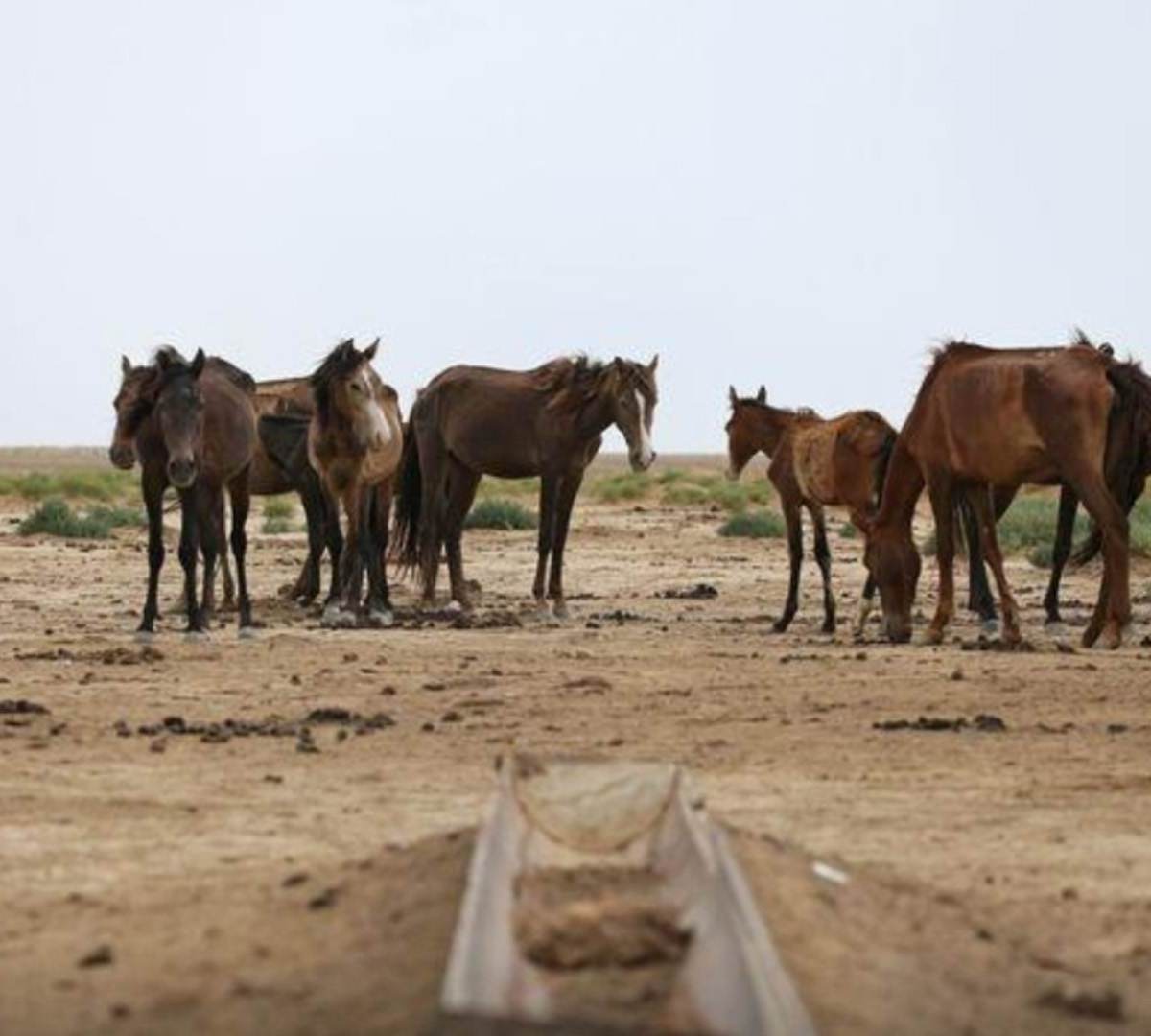 Cavalos pastando em um campo aberto sob um céu azul.