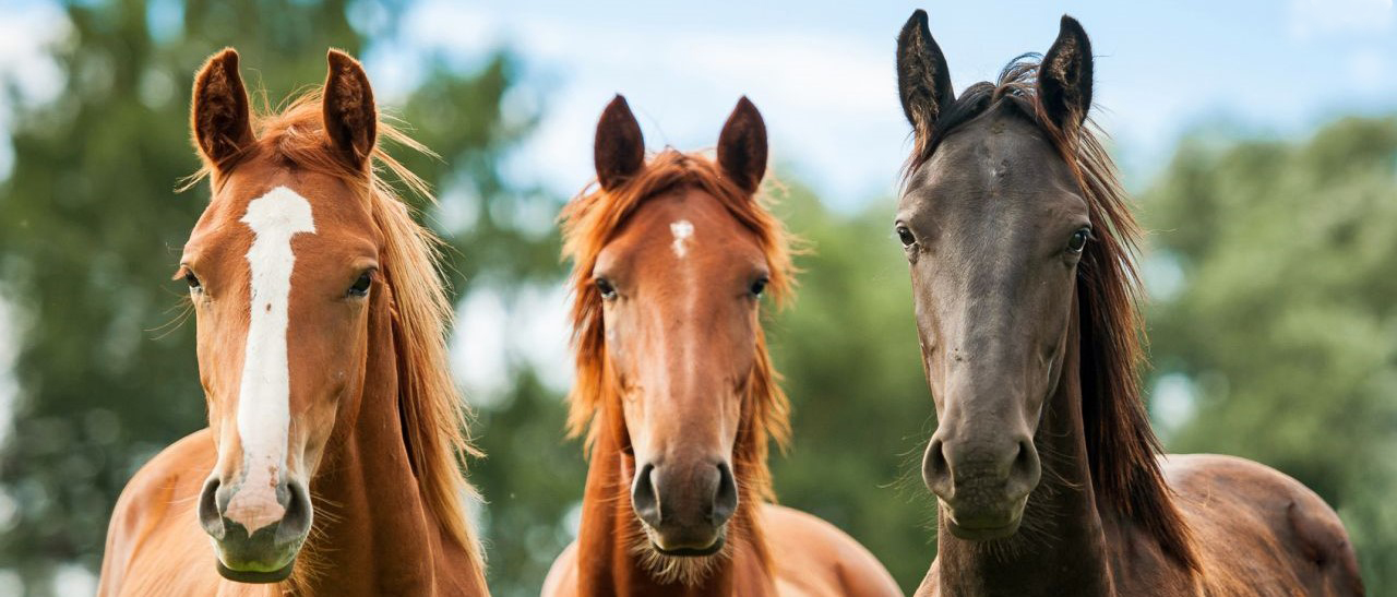 Veterinário examinando um cavalo em um pasto country