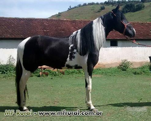 Cavalos Mangalarga Marchador em um campo aberto, mostrando sua beleza e agilidade.