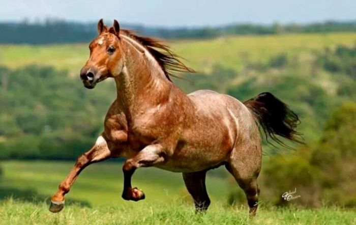 Cavalo Quarto de Milha em uma pastagem verde sob um céu azul