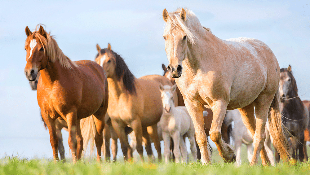 Cavalos de diversas raças em um campo verdejante
