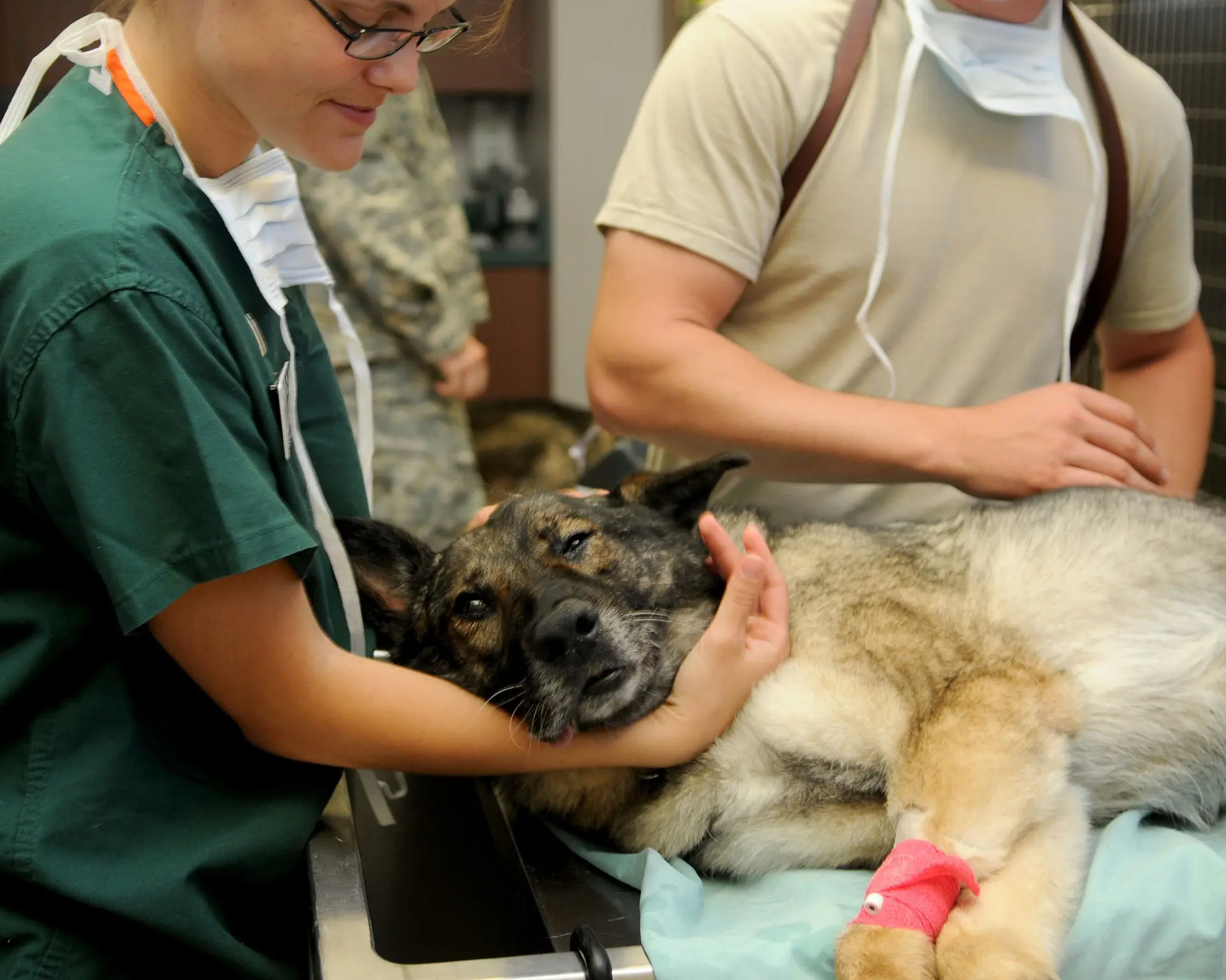 Veterinário examinando um cão em uma fazenda country, rodeado por elementos que refletem a vida no campo.
