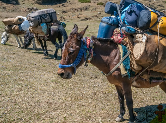 Muares em um pasto, simbolizando a importância dos animais de carga na pecuária.