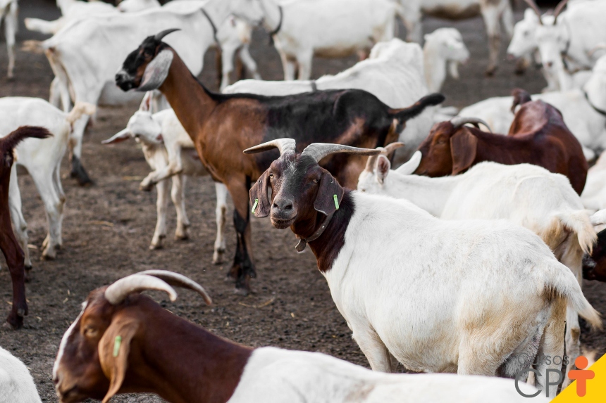 Cabras prenhas em pastagem saudável.