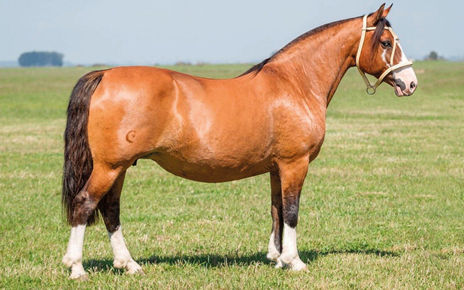 Raças de cavalos de trabalho mostrando força e tradição no campo.
