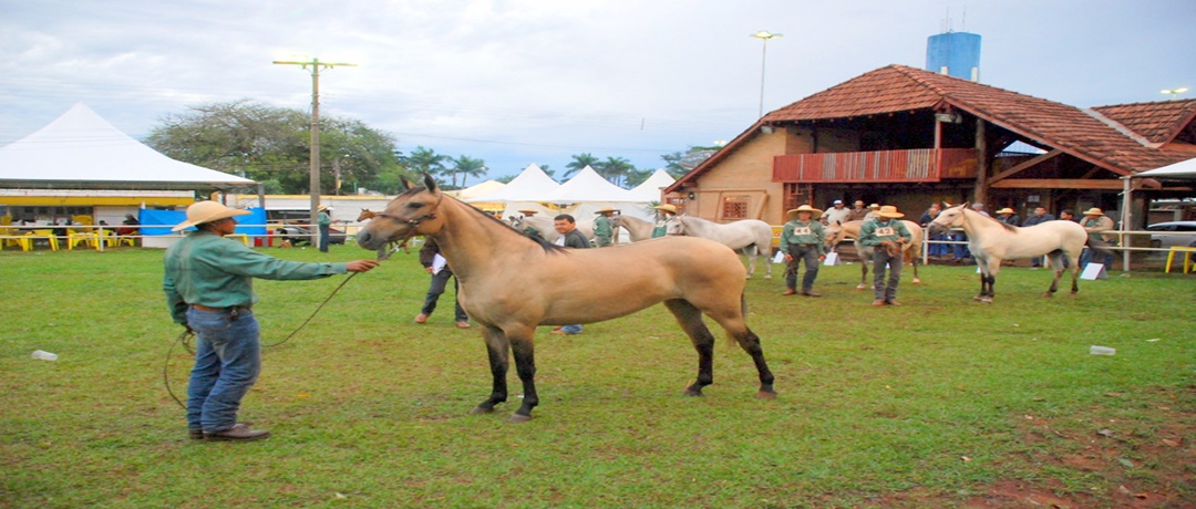 Cavalo Pantaneiro em meio à paisagem do Pantanal, destacando sua beleza e resistência.