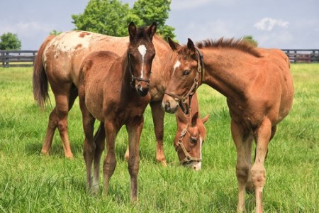 Cavalos pastando em um campo country com cercas de madeira ao fundo