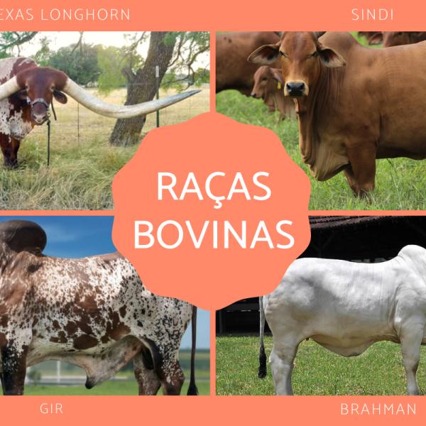 Diferentes raças de bois pastando em um campo aberto, representando a diversidade na criação de gado.