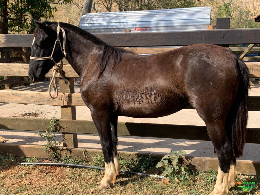 Lote de Cavalos Crioulos à venda em Areal RJ