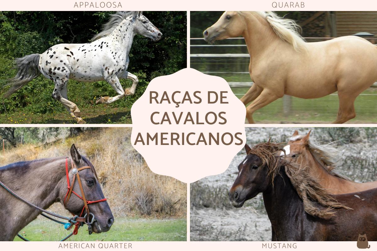 Cavalos de competição em ação em uma arena country