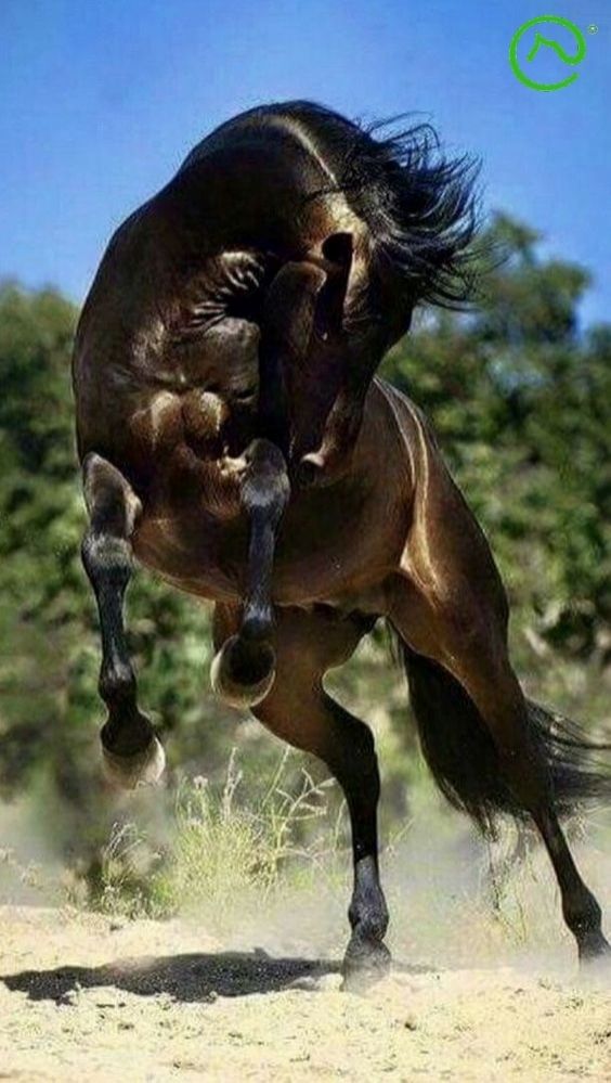 Montaria em Cavalos: Um cavaleiro em uma paisagem rural montando um cavalo.