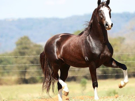 Cavalo da raça Mangalarga Marchador competindo em Araruama