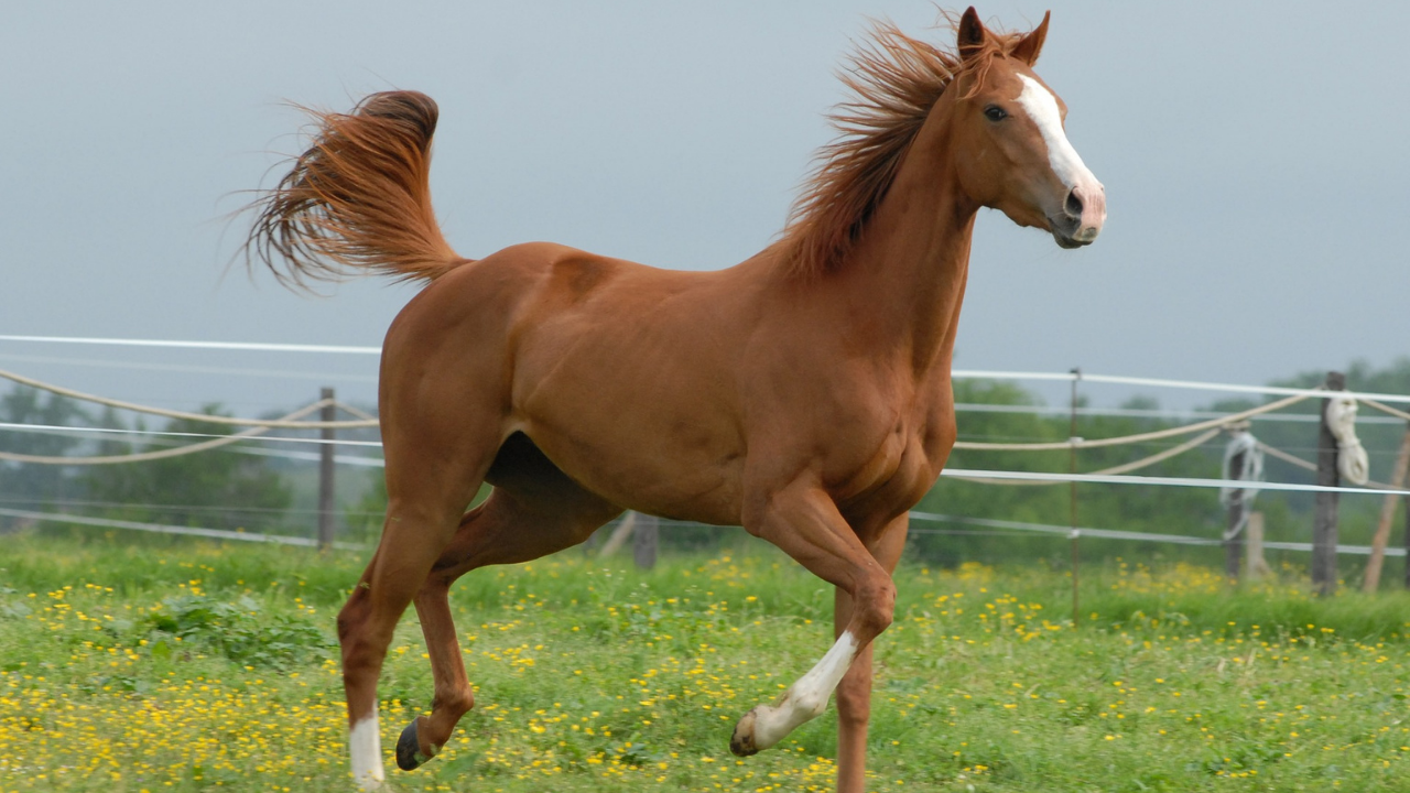 Cavalos de competição em corrida, capturando a emoção e a determinação dos animais.