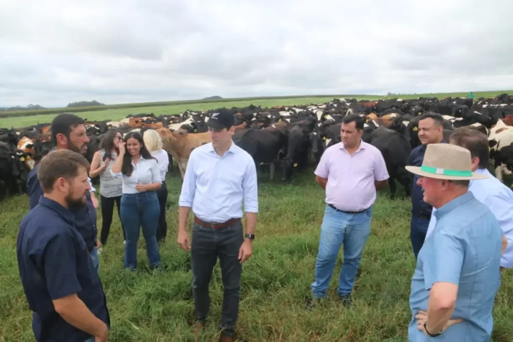 Fazenda de leite em Goiás com vacas pastando em um amplo campo verde