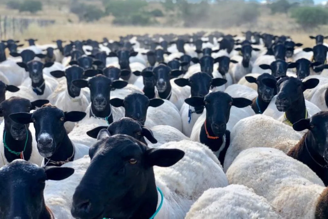 Ovelhas Dorper pastando em um campo no Nordeste do Brasil.