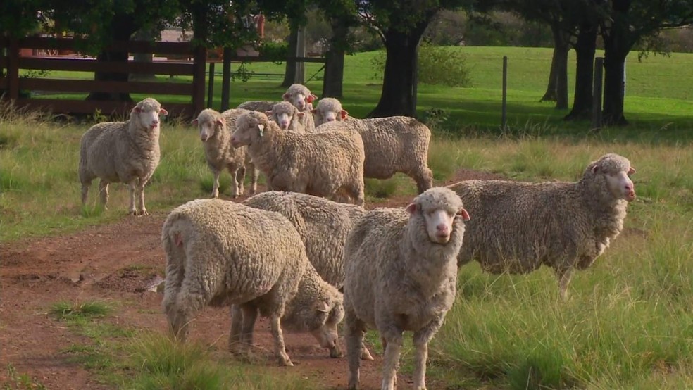 Ovelhas pastando em um campo verde, simbolizando a criação sustentável e rentável que pode ser adotada por produtores rurais.