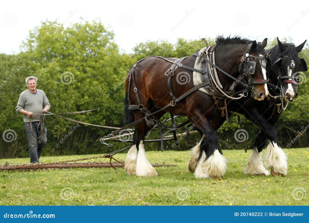Cavalos de trabalho no campo, simbolizando a força e a dedicação na agricultura.