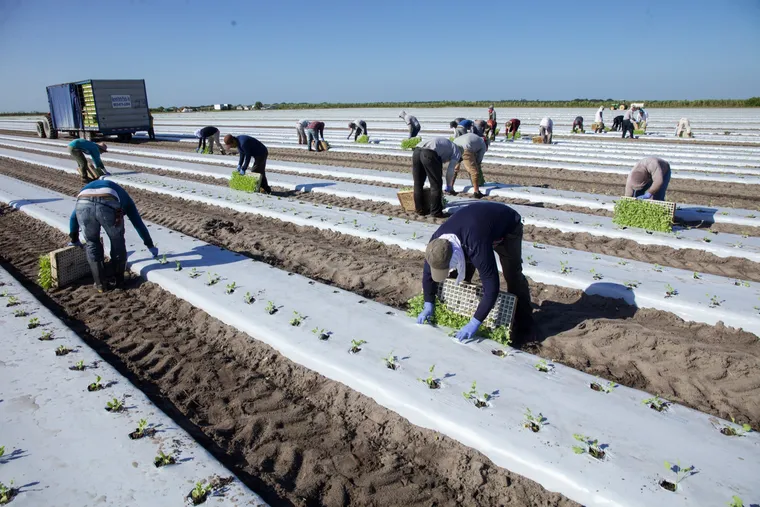 Fazenda orgânica com pastagem verde e gado pastando sob um céu azul, simbolizando a revolução do cultivo sustentável.