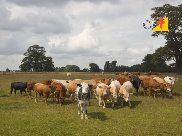 Técnicas de Pastejo no Campo com Animais em Pastagem