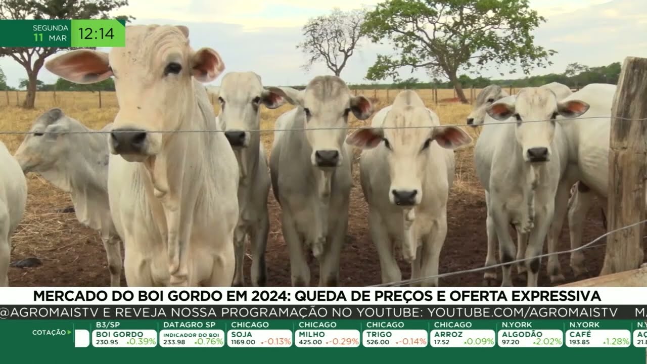 Rebanho de gado pastando em um campo aberto, simbolizando a riqueza do mercado pecuário.