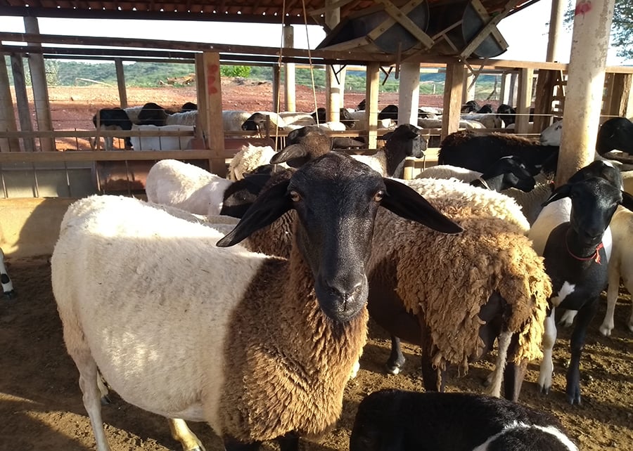 Caprinos pastando em uma fazenda country