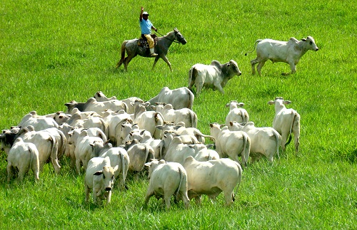 Técnicas de manejo de gado em uma pastagem sustentável