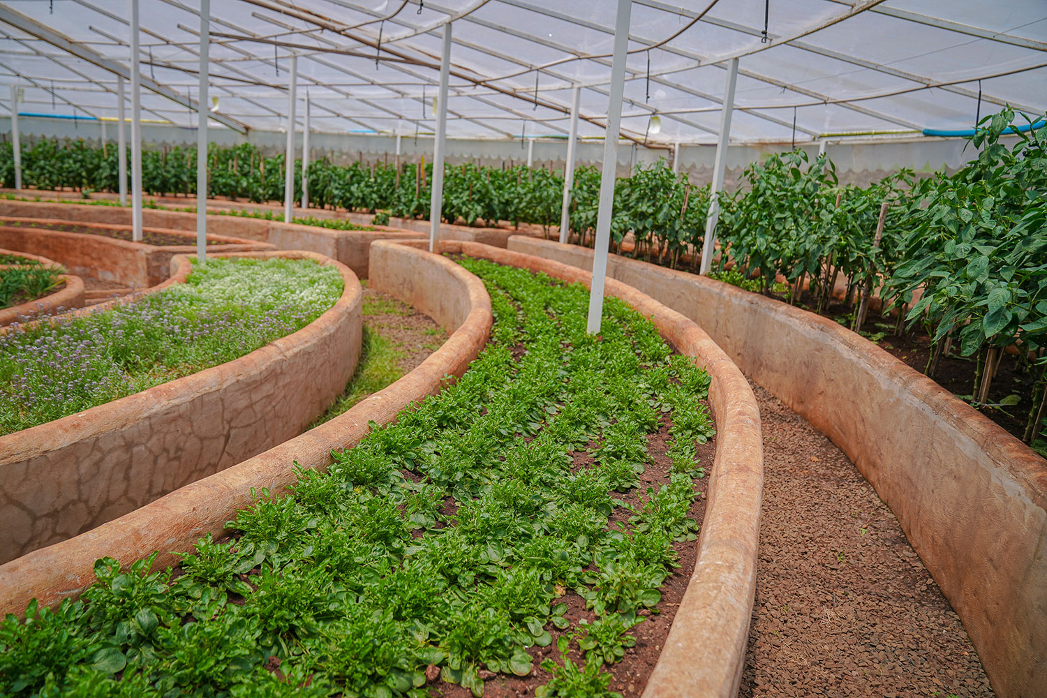 Uma vasta plantação com técnicas de cultivo sustentável em um cenário rural.