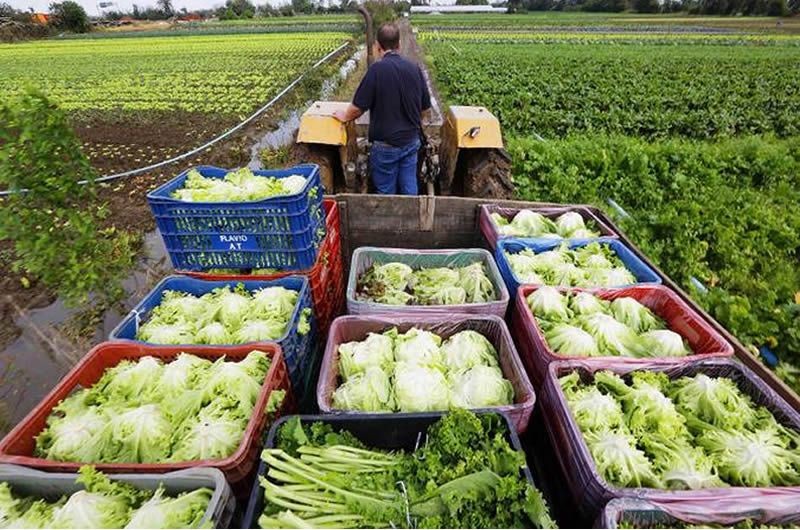 Feira virtual de alimentos saudáveis no campo