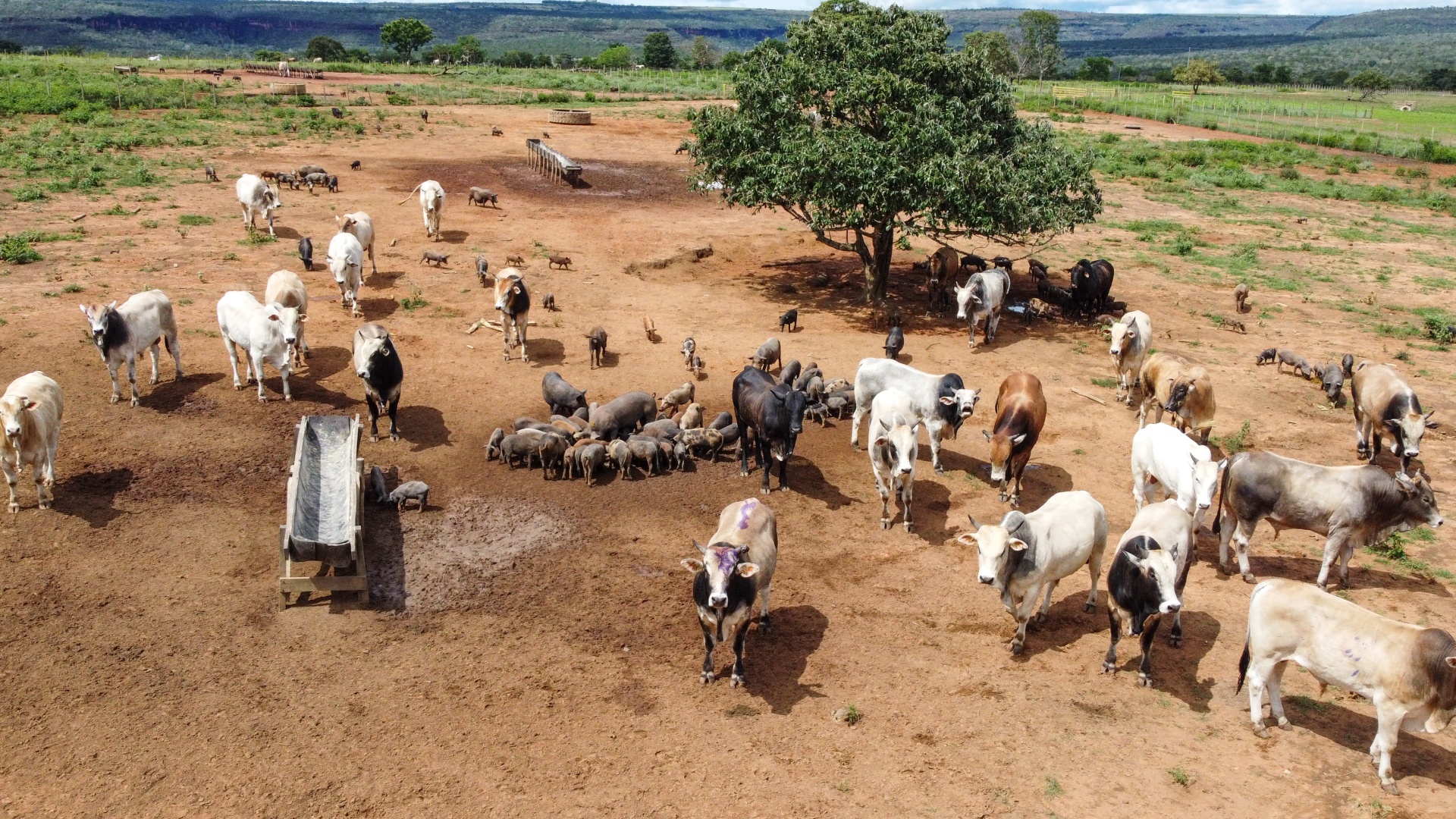 Uma fazenda de estilo country com pastagens extensas e animais ao ar livre, representando a harmonia entre pecuária e natureza.