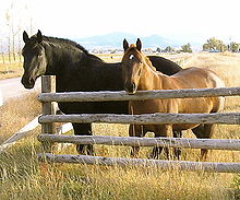 Cavalo de trabalho em uma fazenda country, puxando uma carga.