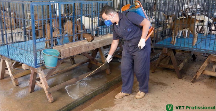 Rebanho de cabras em pastagem saudável sob controle sanitário