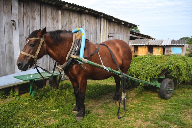 Cavalo de Trabalho em ação no campo, simbolizando a força e importância na agricultura.