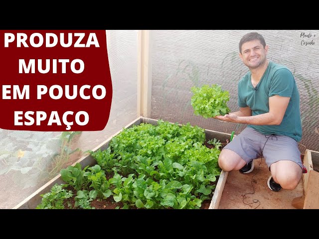 Horta pequena no quintal com verduras e legumes orgânicos