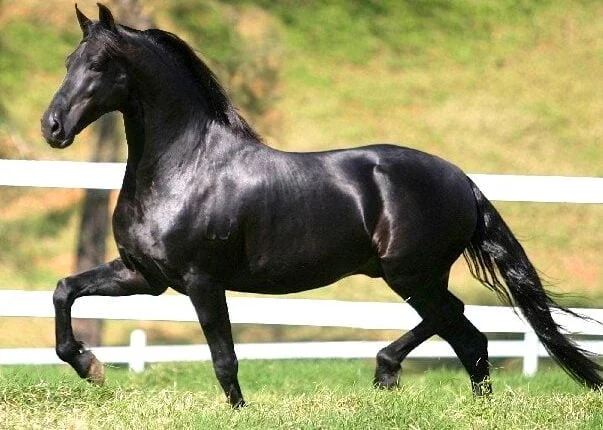 Cavalo Mangalarga pastando em um campo verde