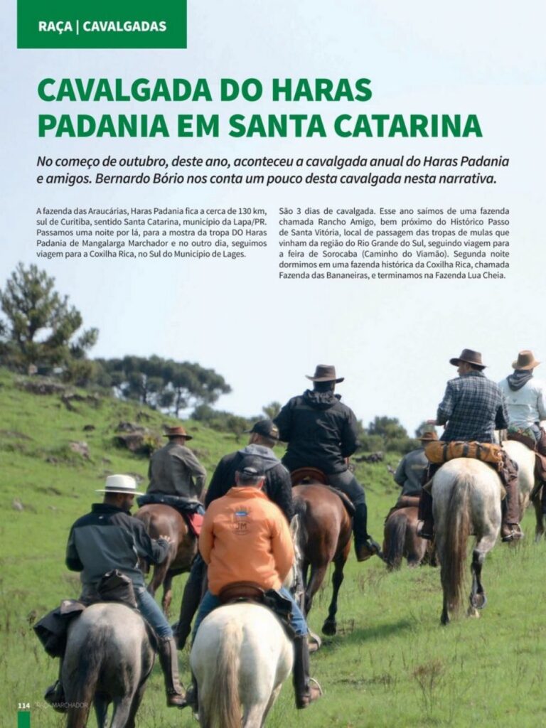 Cavalos marchadores em uma fazenda no Brasil durante a cavalgada do Haras Padania, em Santa Catarina.