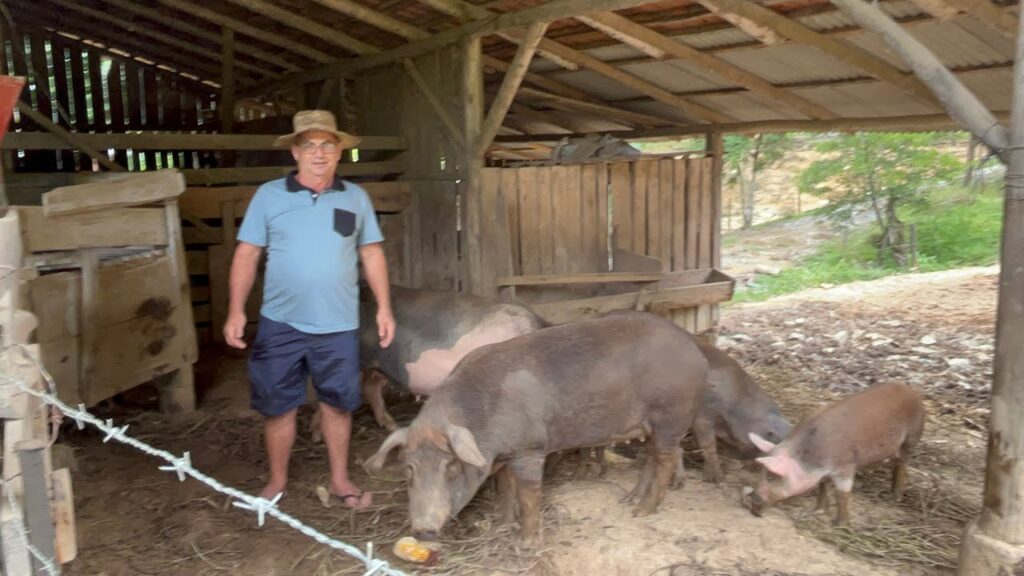 Porcos caipiras em um sítio com paisagem rural