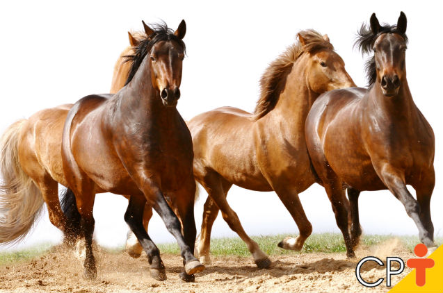 Cavaleiro montando um cavalo em um campo aberto, simbolizando a beleza e a arte da equitação