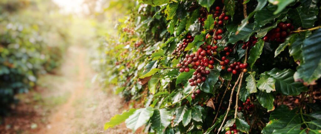 Plantação de Café no Brasil com paisagem country