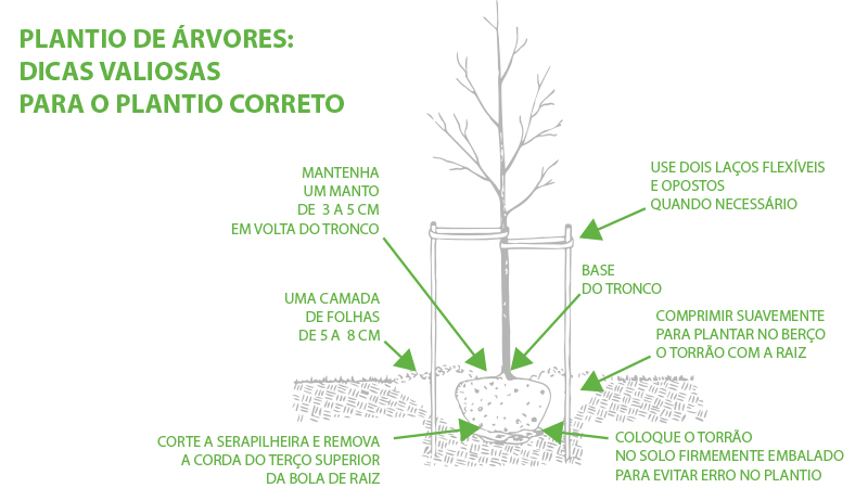 Técnicas de Plantio no Estilo Country