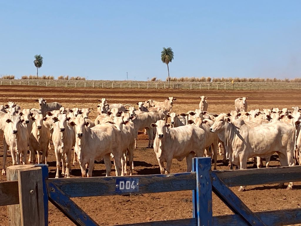 Fazenda em ambiente rural com gado pastejando, retratando vida campestre