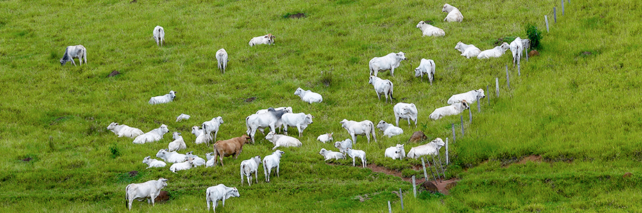 Técnicas de Criação de Gado em uma fazenda country